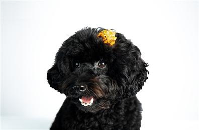 《法外枭雄：滚石城》更新5.0上线 追加新剧本等级等内容